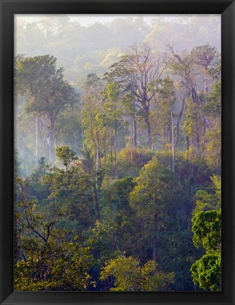 Framed Sulawesi Tangkoko Rainforest, Sulawesi Print