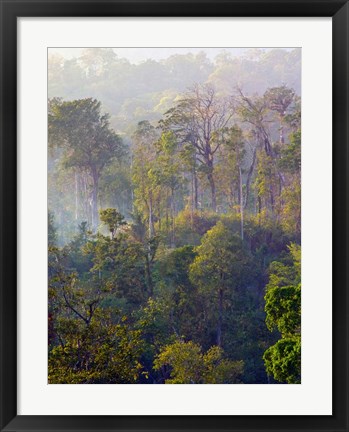 Framed Sulawesi Tangkoko Rainforest, Sulawesi Print