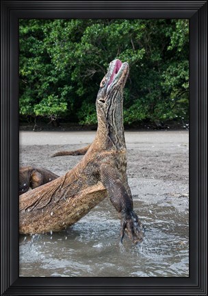 Framed Komodo dragon rising out of water Print