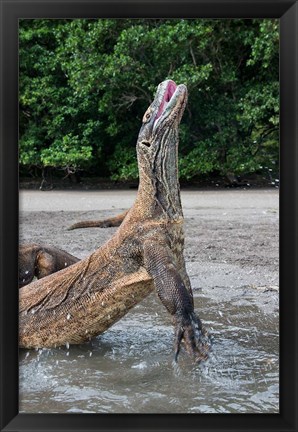 Framed Komodo dragon rising out of water Print