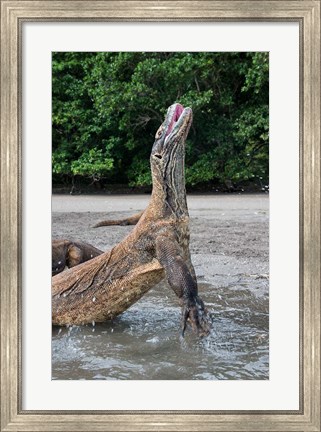 Framed Komodo dragon rising out of water Print