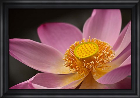 Framed Lotus Bloom, Nyuh Kuning Village, Ubud, Bali, Indonesia Print