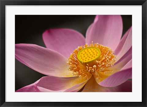 Framed Lotus Bloom, Nyuh Kuning Village, Ubud, Bali, Indonesia Print