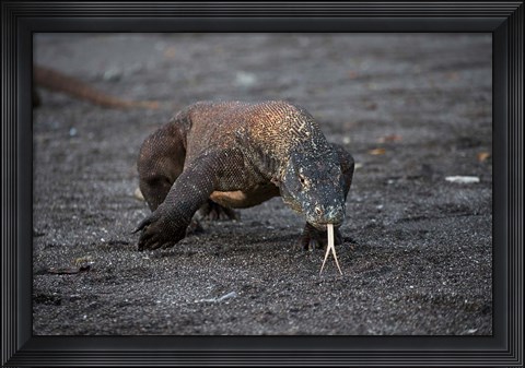Framed Close-up of Komodo dragon Print