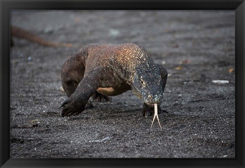 Framed Close-up of Komodo dragon Print