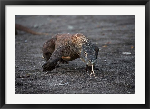 Framed Close-up of Komodo dragon Print