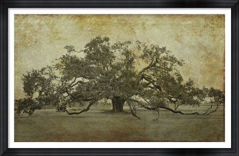 Framed Sugarmill Oak, Louisiana Print