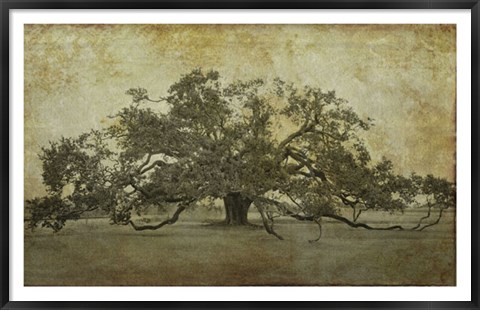 Framed Sugarmill Oak, Louisiana Print