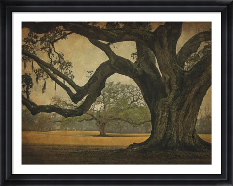 Framed Two Oaks in Rain, Audubon Gardens Print