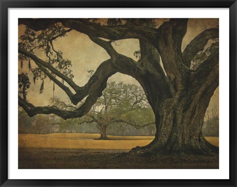 Framed Two Oaks in Rain, Audubon Gardens Print