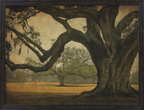 Framed Two Oaks in Rain, Audubon Gardens Print