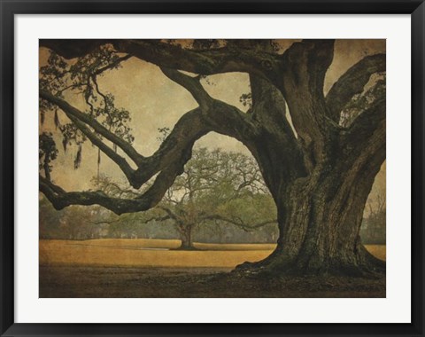 Framed Two Oaks in Rain, Audubon Gardens Print