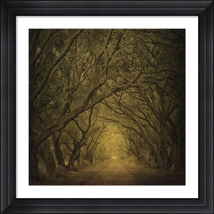 Framed Evergreen Oak Alley (vertical view) Print