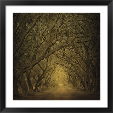 Framed Evergreen Oak Alley (vertical view) Print