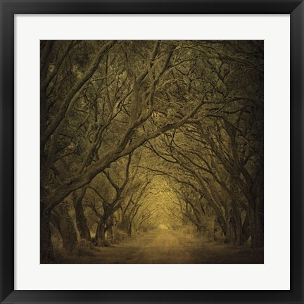 Framed Evergreen Oak Alley (vertical view) Print