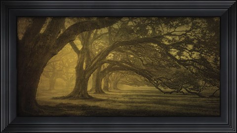 Framed Oak Alley Morning Shadows Print