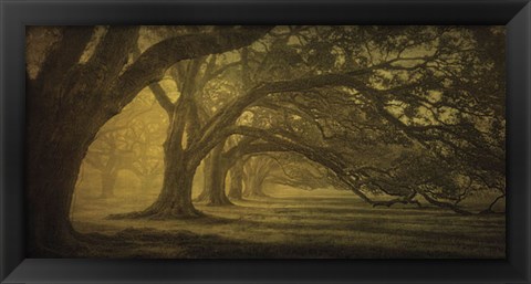 Framed Oak Alley Morning Shadows Print