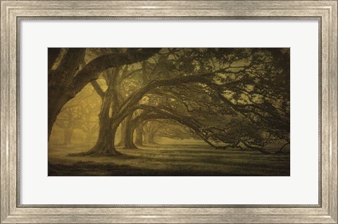 Framed Oak Alley Morning Shadows Print