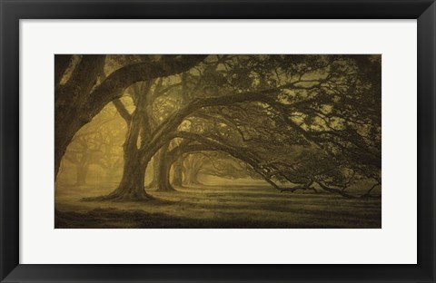 Framed Oak Alley Morning Shadows Print