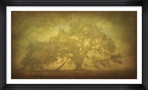 Framed St. Joe Plantation Oak in Fog 3 Print