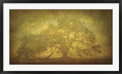 Framed St. Joe Plantation Oak in Fog 3 Print