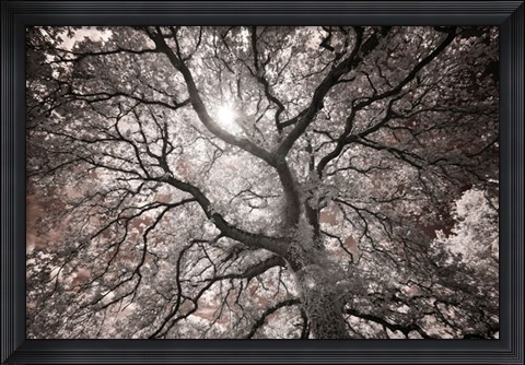 Framed Ethereal Tree Print