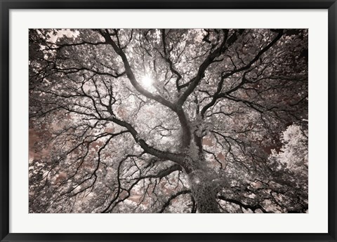 Framed Ethereal Tree Print