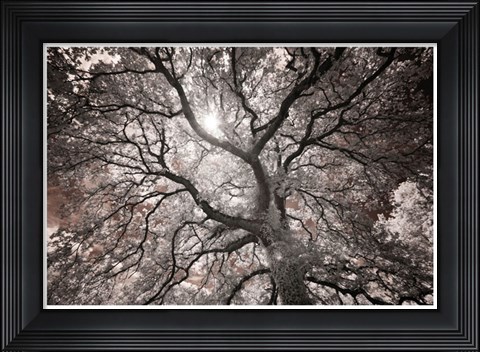 Framed Ethereal Tree Print