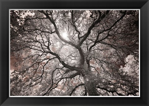 Framed Ethereal Tree Print