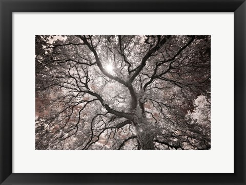 Framed Ethereal Tree Print