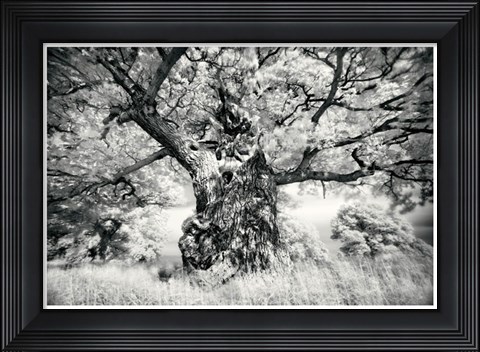 Framed Portrait of a Tree, Study 1 Print