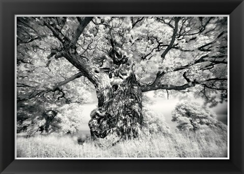 Framed Portrait of a Tree, Study 1 Print