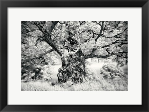 Framed Portrait of a Tree, Study 1 Print