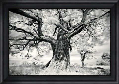 Framed Portrait of a Tree, Study 2 Print
