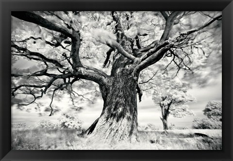 Framed Portrait of a Tree, Study 2 Print