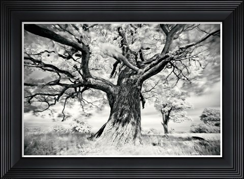 Framed Portrait of a Tree, Study 2 Print