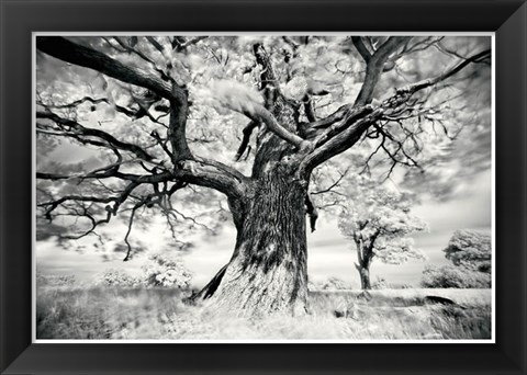 Framed Portrait of a Tree, Study 2 Print