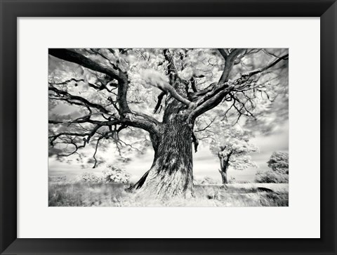 Framed Portrait of a Tree, Study 2 Print