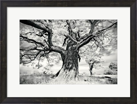Framed Portrait of a Tree, Study 2 Print