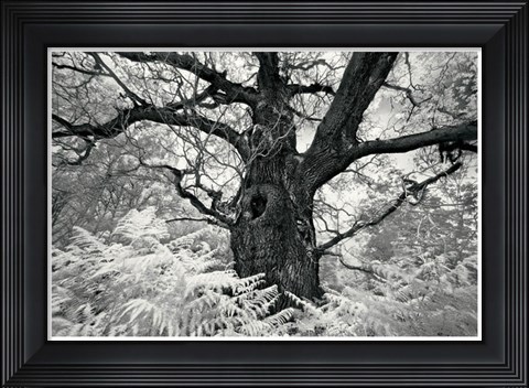 Framed Portrait of a Tree, Study 12 Print