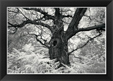 Framed Portrait of a Tree, Study 12 Print