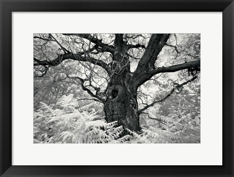 Framed Portrait of a Tree, Study 12 Print