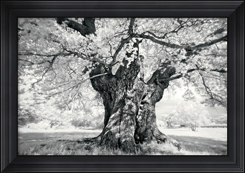 Framed Portrait of a Tree, Study 18 Print