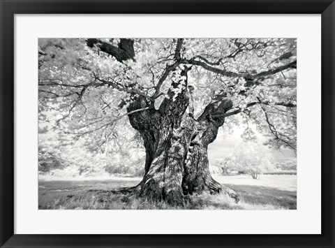 Framed Portrait of a Tree, Study 18 Print