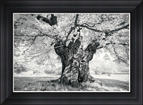 Framed Portrait of a Tree, Study 18 Print