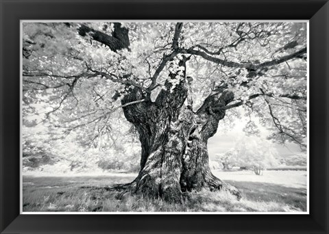 Framed Portrait of a Tree, Study 18 Print