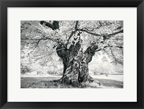 Framed Portrait of a Tree, Study 18 Print