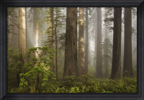 Framed Morning Light Print