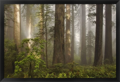 Framed Morning Light Print