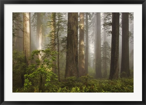 Framed Morning Light Print